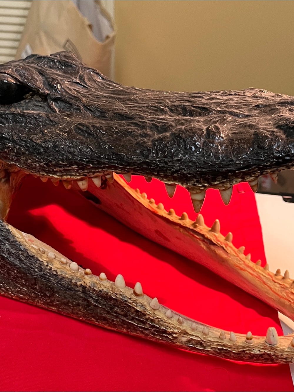 Real Alligator Head Reptile Habitat Accent in Black and Cream